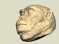 猿の顔.jpg